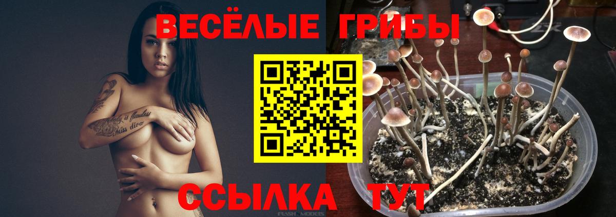 Новоуральск  Псилоцибиновые грибы MAGIC MUSHROOMS  цена   Вход с VPN 